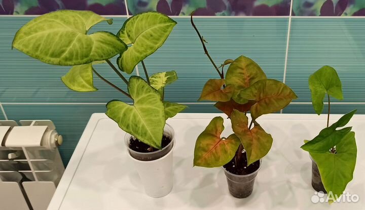 Сингониум, хавортия