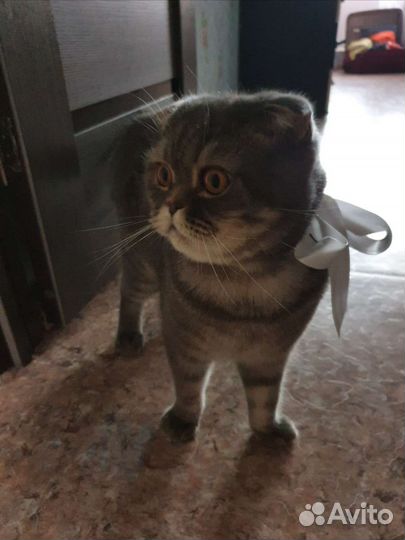 Шотландский вислоухий кот