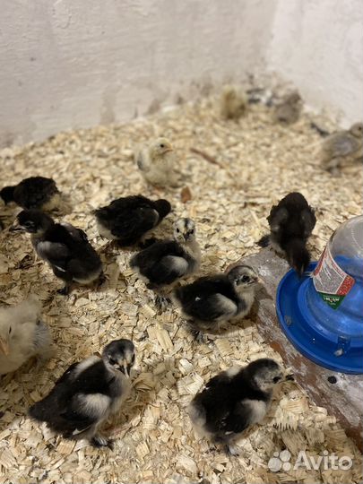 Цыплята карликового кохинхина