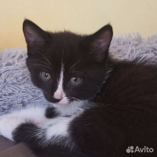Кошка в дар бесплатно