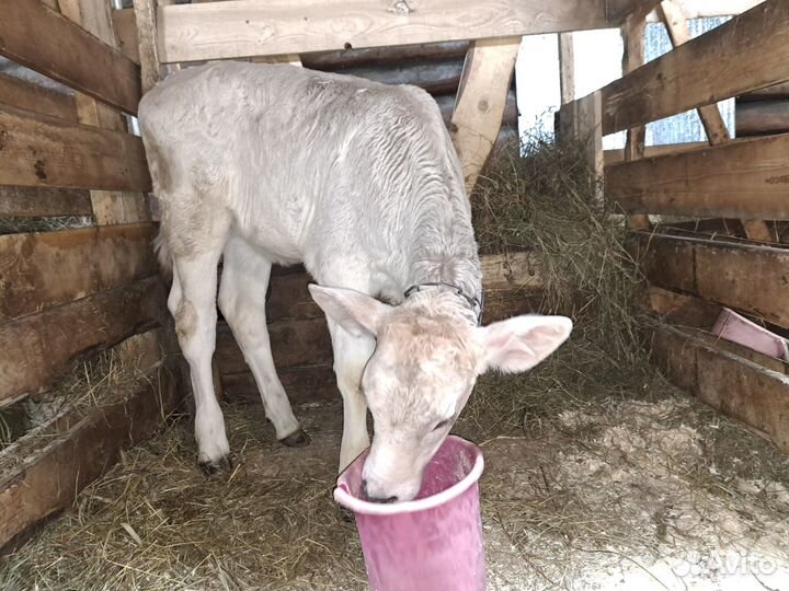 Тёлочки Костромской и Швицкой породы