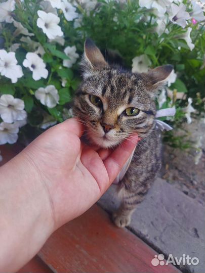 Кошка в дар