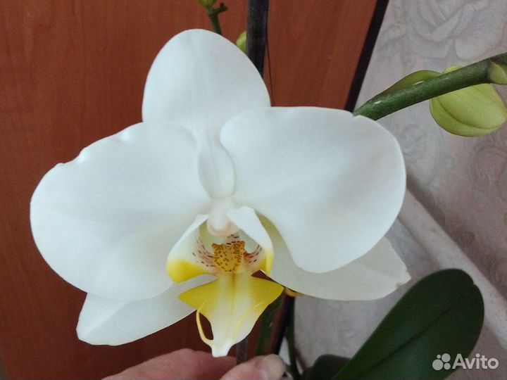 Орхидея фаленопсис белая