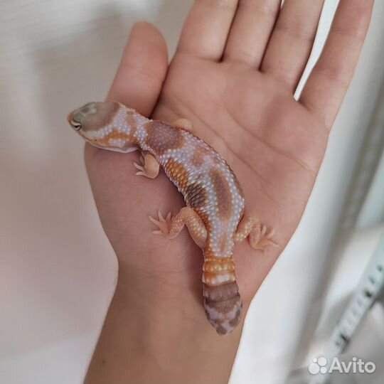 Гемитекониксы самцы