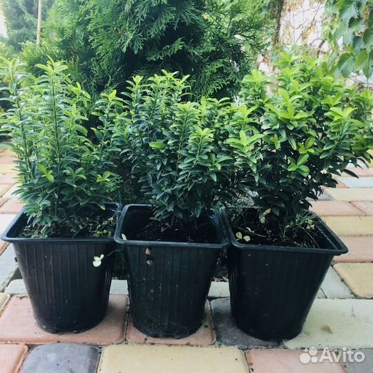 Саженцы хвойных растений