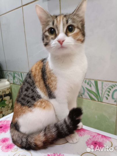 Кошка