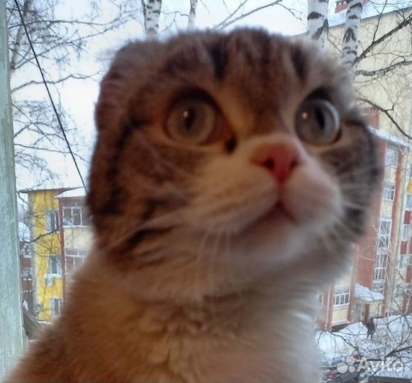 Котёнок - Лунтик