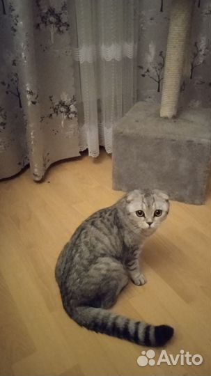 Шотландская