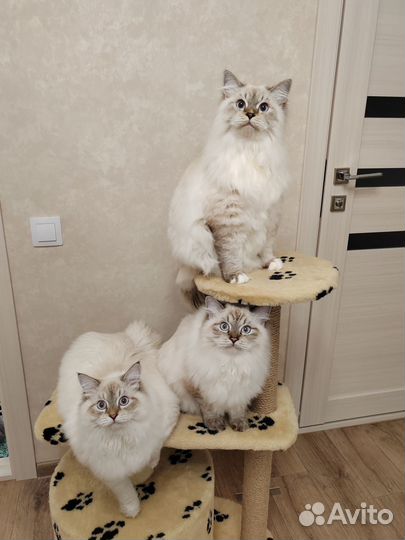 Невский маскарадный кот