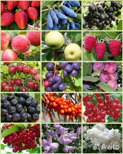 Забайкальские саженцы