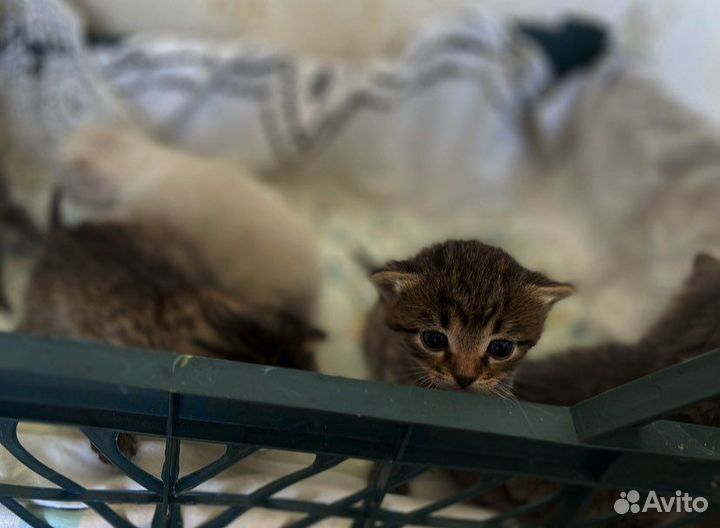 Котята в добрые руки