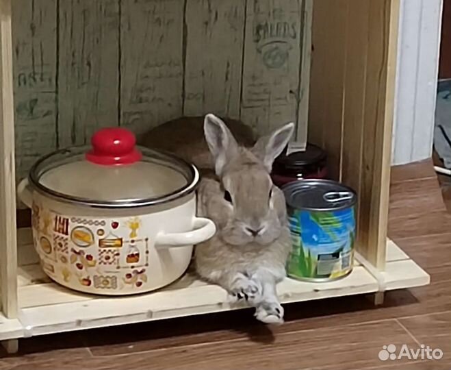 Домашний кролик