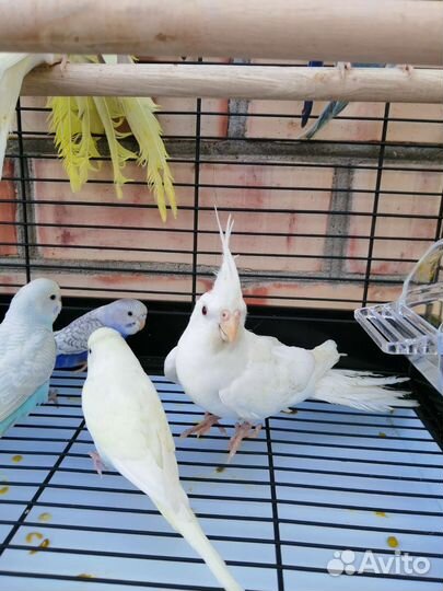 Попугай корелла, волнистые и неразлучники