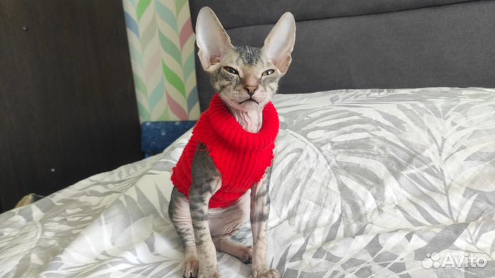 Донской сфинкс. Девочка. 2+ мес