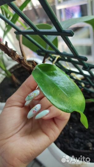 Фикус каучуконосный