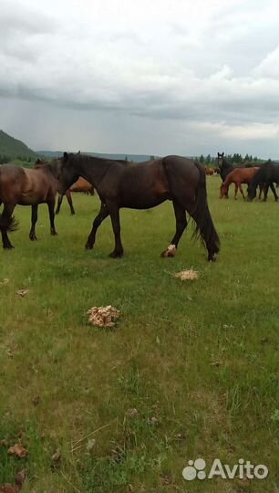 Лошадь жеребец