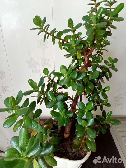 Денежное дерево