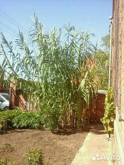 Бамбук для ландшафтных насаждений