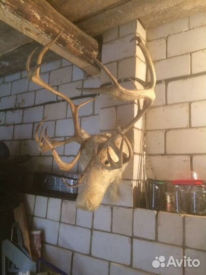 Голова оленя с рогами (настоящий чукотский олень)