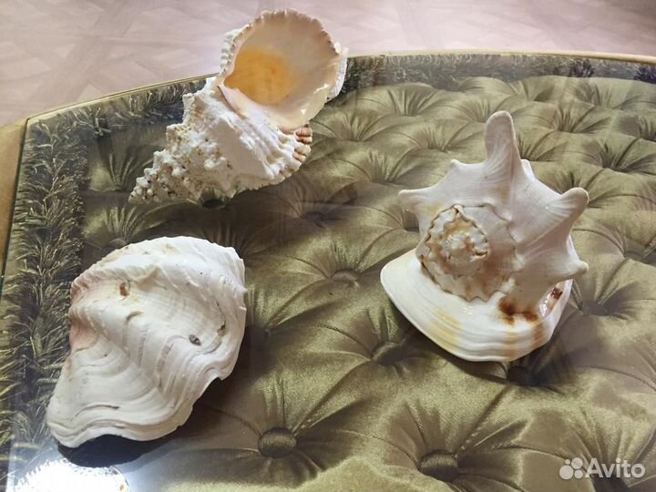 Морские ракушки раковины
