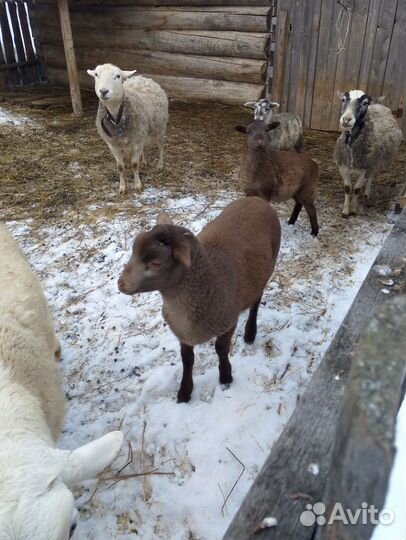 Ягнята дорпер