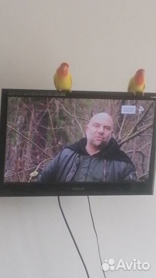 Неразлучники