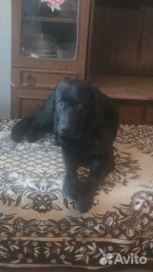 Лабрадор в добрые руки