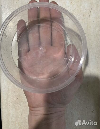 Грендальский червь