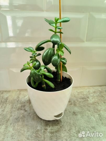 Диффенбахия, толстянка