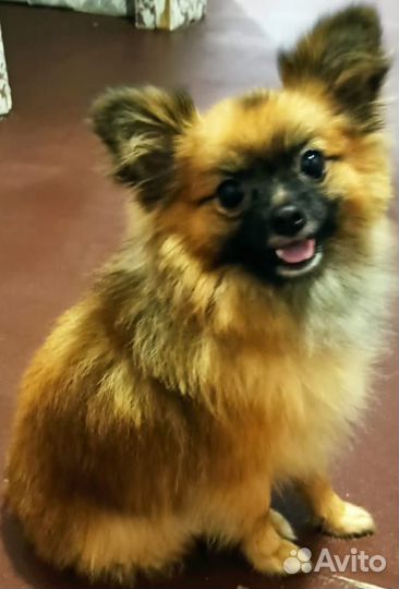 Немецкий шпиц