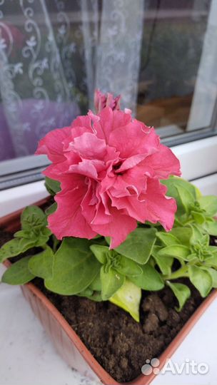 Спатифиллум