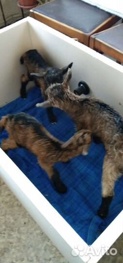 Чешские козлики