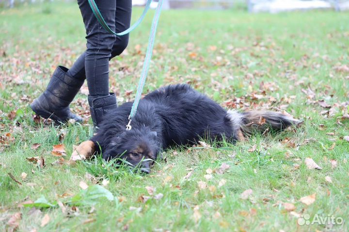 Милая собака