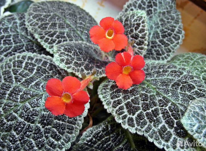 Медно-красная эписция макушки