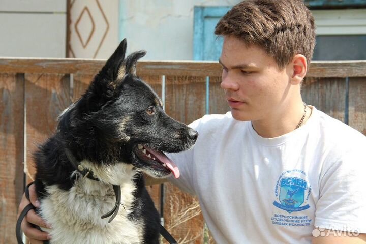 Шикарный пёс Пират