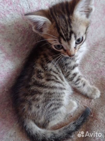Котенок бенгальсеий