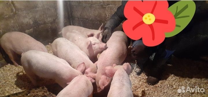 Поросята