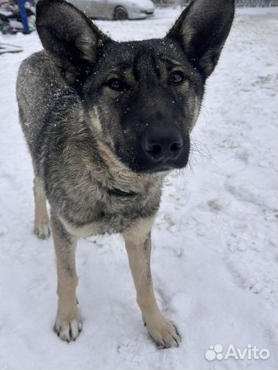 Помогите брошенному малышу
