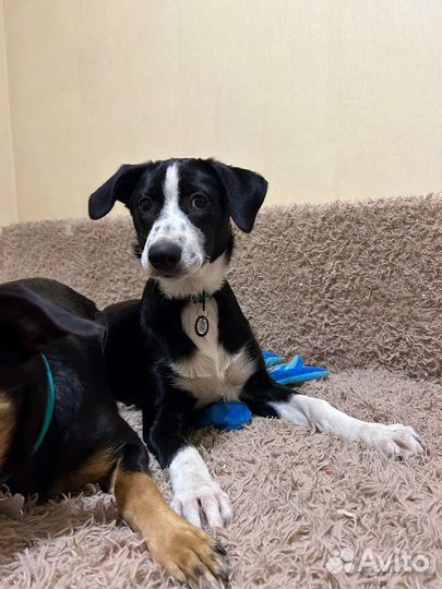 Метис бордер колли