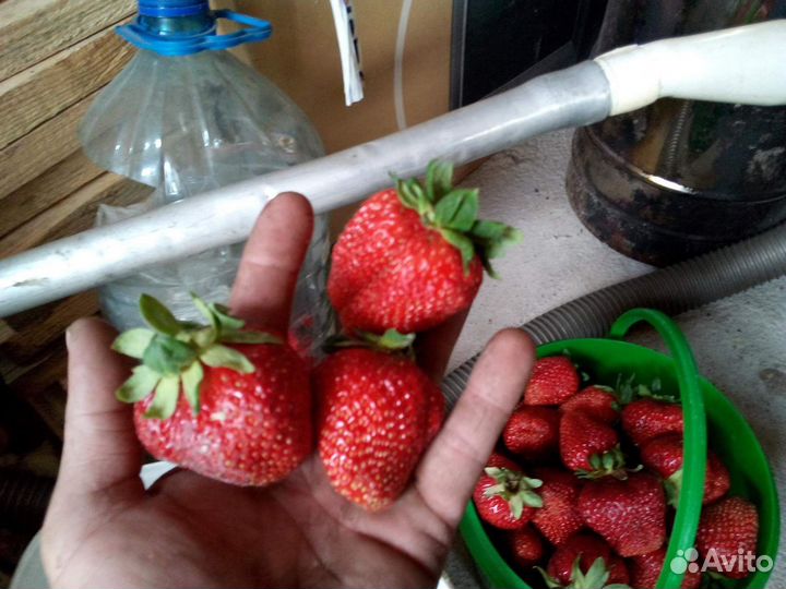 Рассада клубники сорт 