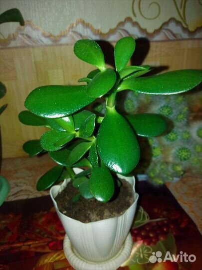 Денежное деревце