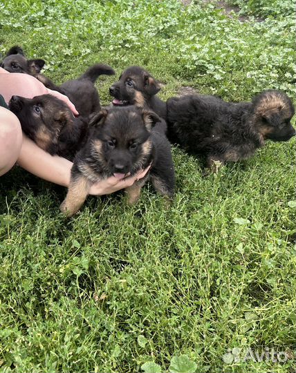 Щенки немецкой овчарки