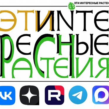 Биофитум чувствительный