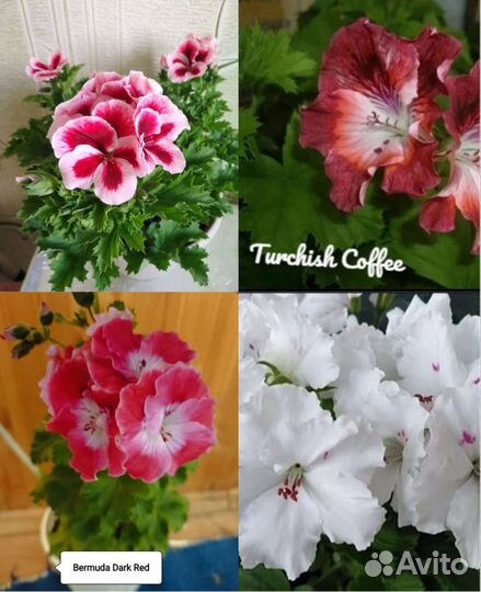 Тюльпановидная, королевская и душистая герань