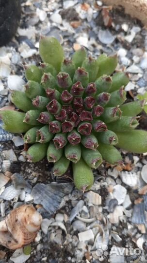 Молодило оптом