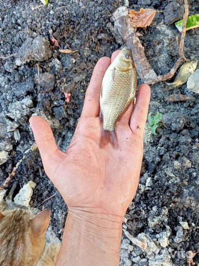 Живец карась