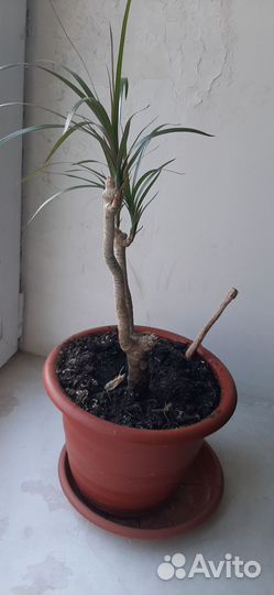 Пальма драцена