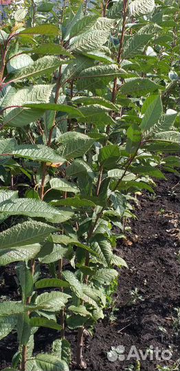 Продам саженцы яблони