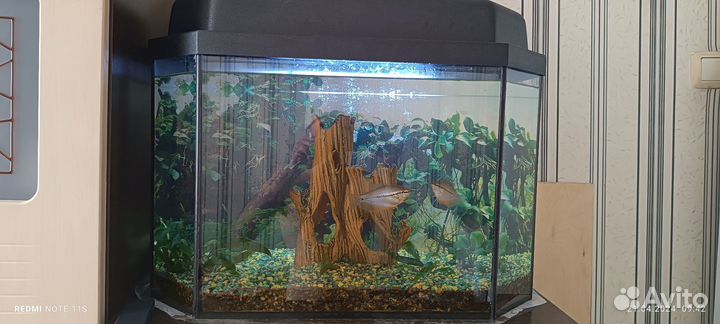 Аквариум с рыбками