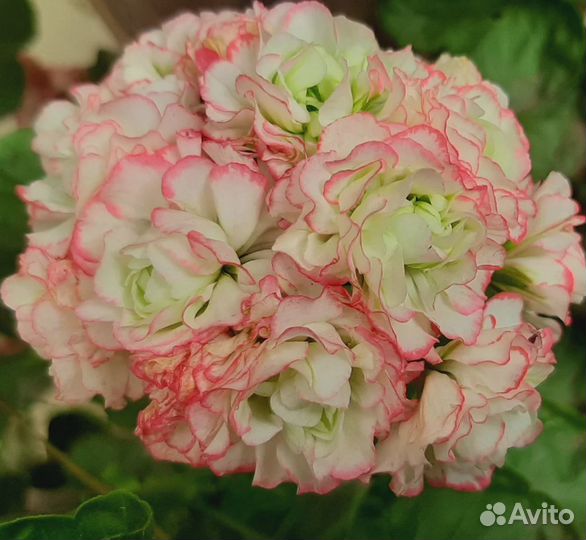 Пеларгония Apple Blossom Rosebud герань